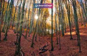 Lago Laceno, Raccolta delle Castagne, Weekend, Pensione Completa, Autunno, Boschi, Folliage, Viaggio di Gruppo, AmarlaViaggi, Tour operator, Raccolta Castagneviaggi organizzati_tour operator