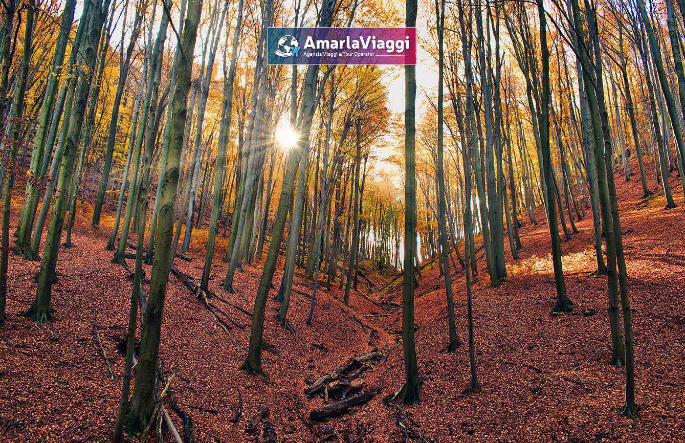 Lago Laceno, Raccolta delle Castagne, Weekend, Pensione Completa, Autunno, Boschi, Folliage, Viaggio di Gruppo, AmarlaViaggi, Tour operator, Raccolta Castagneviaggi organizzati_tour operator