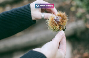 Lago Laceno, Raccolta delle Castagne, Weekend, Pensione Completa, Autunno, Boschi, Folliage, Viaggio di Gruppo, AmarlaViaggi, Tour operator, Raccolta Castagneviaggi organizzati_tour operator