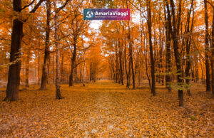 Lago Laceno, Raccolta delle Castagne, Weekend, Pensione Completa, Autunno, Boschi, Folliage, Viaggio di Gruppo, AmarlaViaggi, Tour operator, Raccolta Castagneviaggi organizzati_tour operator