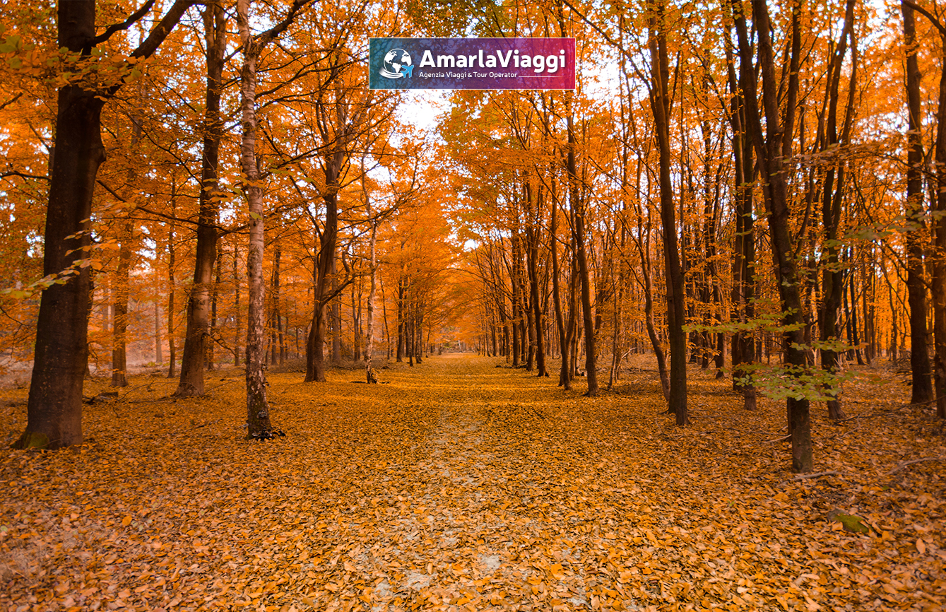 Lago Laceno, Raccolta delle Castagne, Weekend, Pensione Completa, Autunno, Boschi, Folliage, Viaggio di Gruppo, AmarlaViaggi, Tour operator, Raccolta Castagneviaggi organizzati_tour operator
