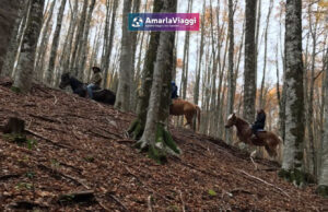 Lago Laceno, Raccolta delle Castagne, Weekend, Pensione Completa, Autunno, Boschi, Folliage, Viaggio di Gruppo, AmarlaViaggi, Tour operator, Raccolta Castagneviaggi organizzati_tour operator