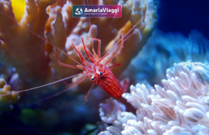 Sharm e il Mar Rosso
