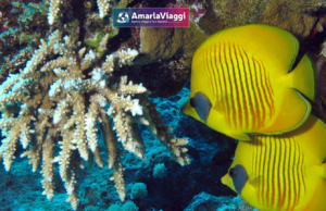 Sharm e il Mar Rosso