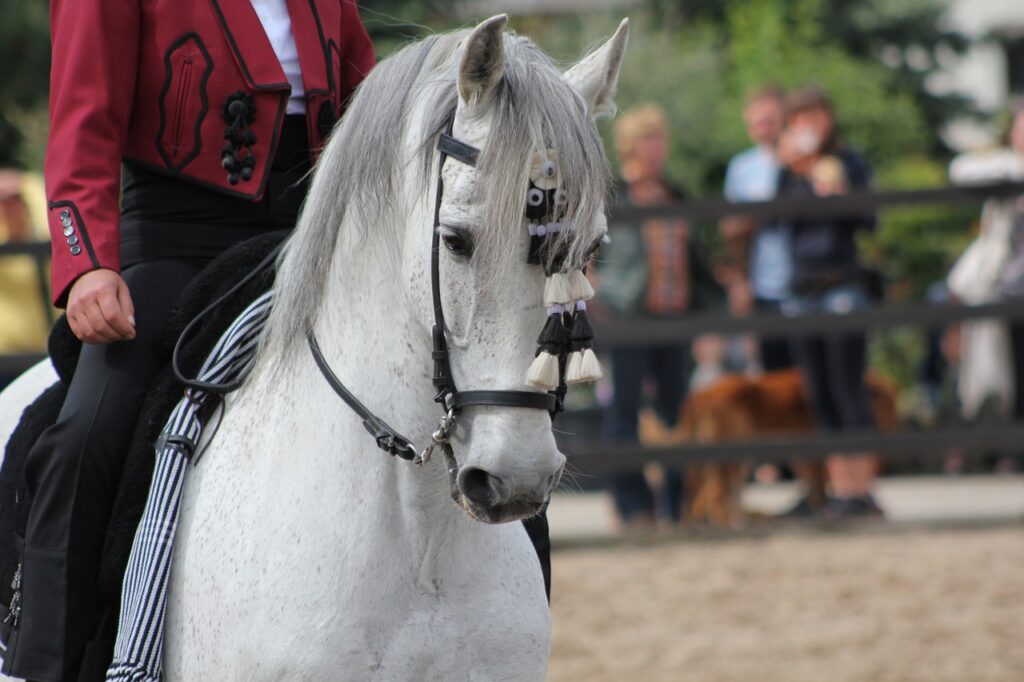 cavallo andaluso