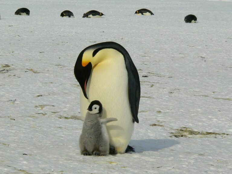 pinguini