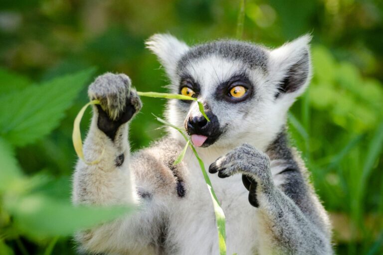 lemuri