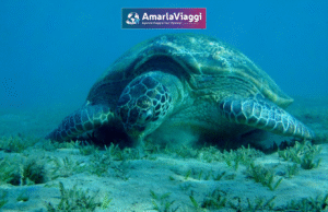 marsa alam