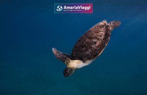 marsa alam