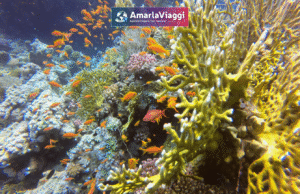 marsa alam