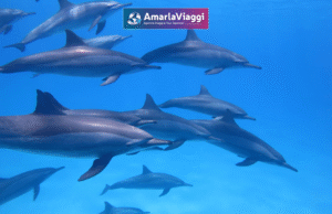 marsa alam
