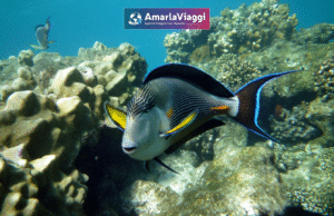 marsa alam