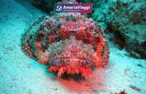 marsa alam