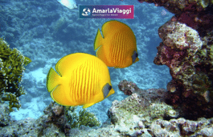 marsa alam