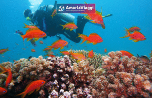 marsa alam