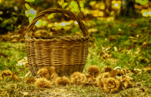 castagne