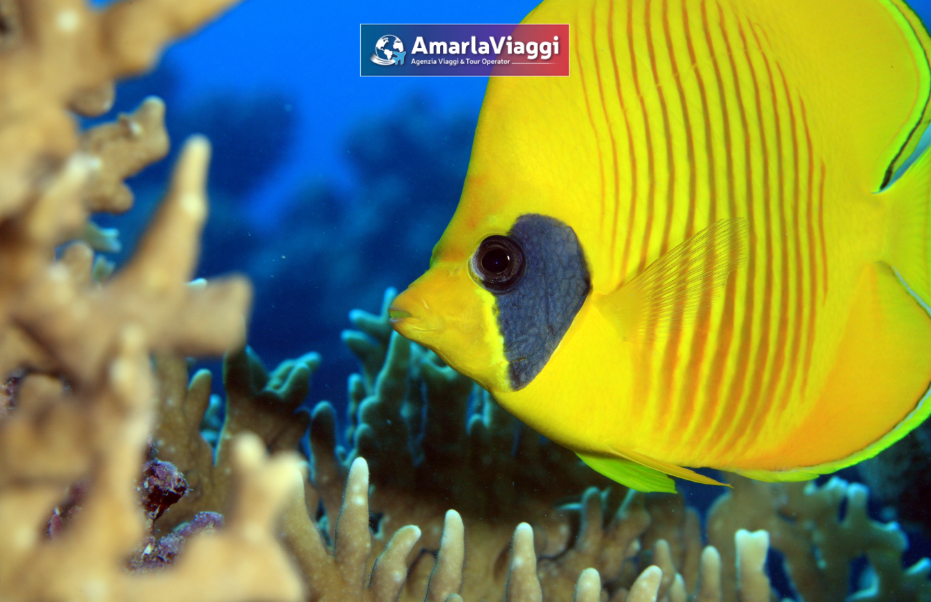 sharm nuovo2 sharm