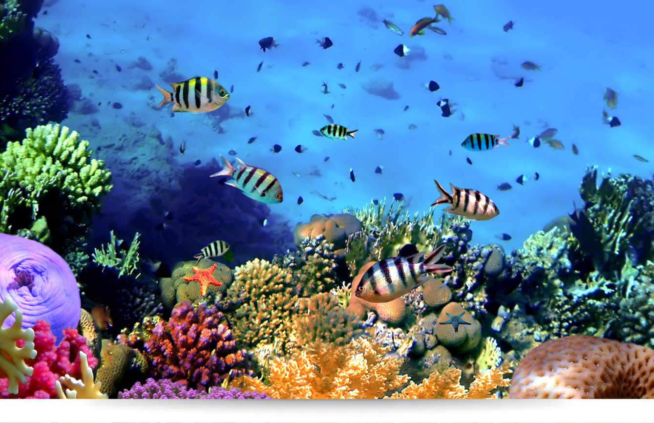 sharm