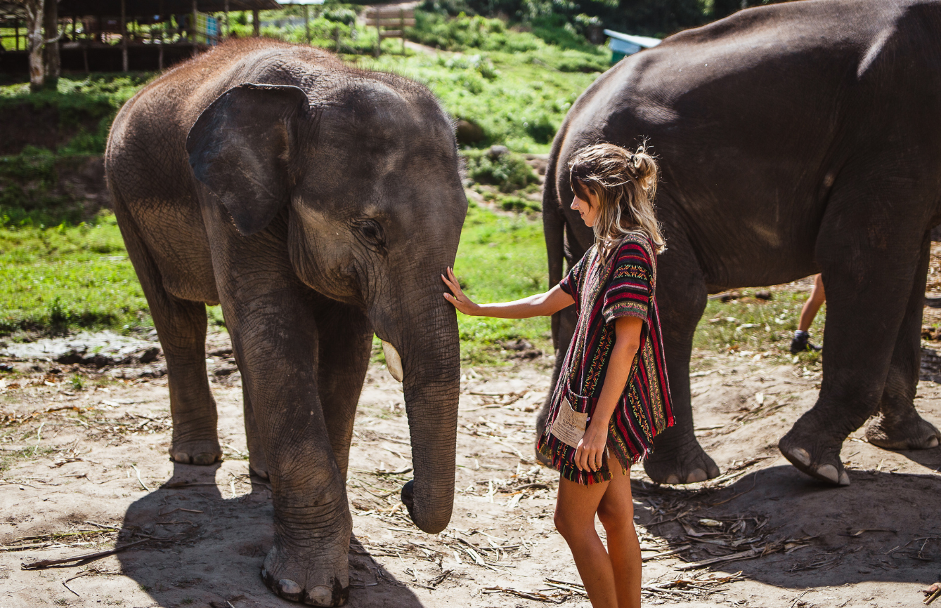 turista elefante