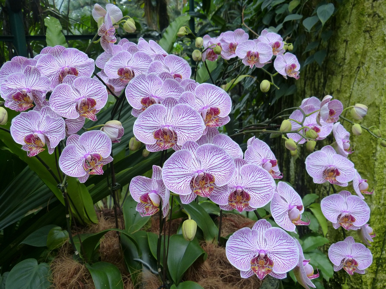 singapore-